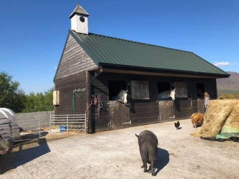 Letterfrack Farmhouse On Equestrian Farm In Letterfrack Beside Connemara National Park Tullywee Bridge Dış mekan fotoğraf
