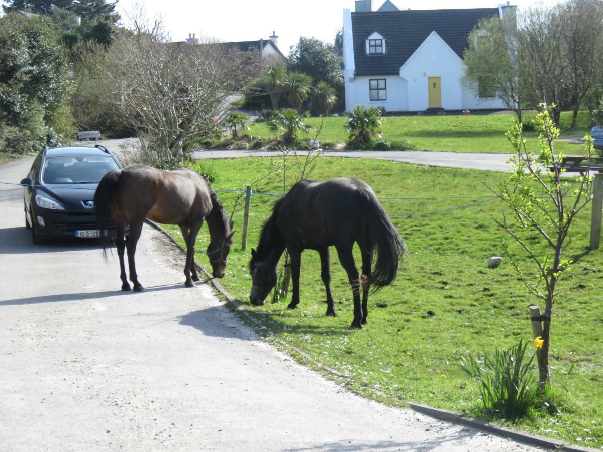 Letterfrack Farmhouse On Equestrian Farm In Letterfrack Beside Connemara National Park Tullywee Bridge Dış mekan fotoğraf